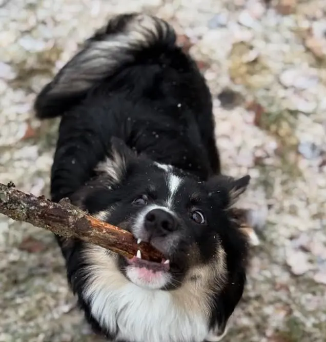 Mörkö kepin kanssa