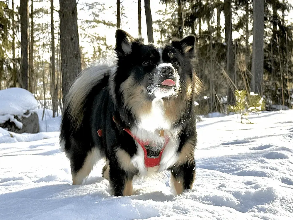 Mörkö näyttää kieltä